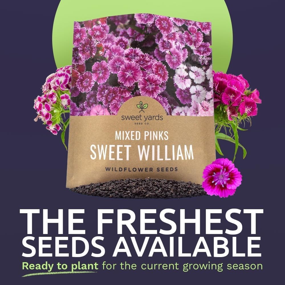 30000 Semillas de Flores Dianthus Barbatus Rosas Mix No GMO Paquete de 1 oz