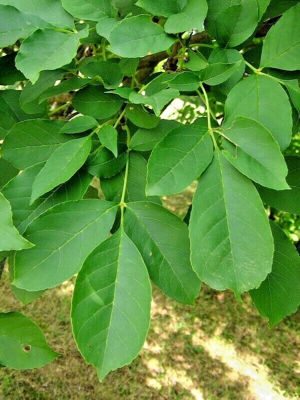 20 KOREAN ASH SEEDS – Fraxinus chinensis var. ‘Rhynochophyll’