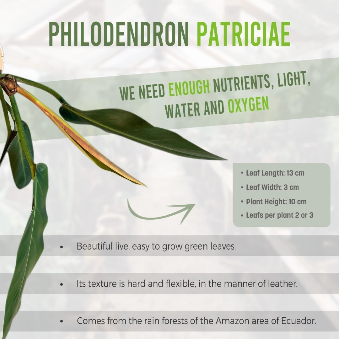 Philodendron Patriciae Live House Plant, Unique Gift for Plant Lovers!