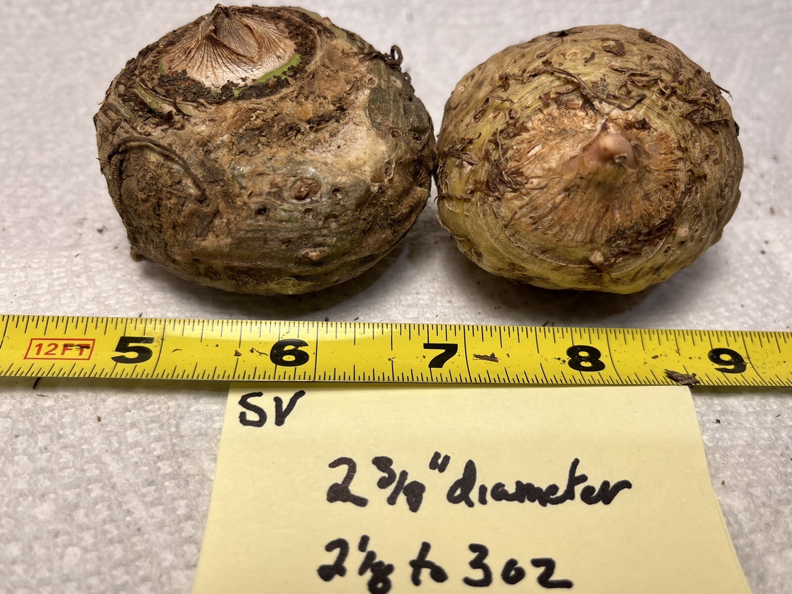 2 SAUROMATUM VENOSUM , Voodoo Lily (Amorphophallus, Arisaema)