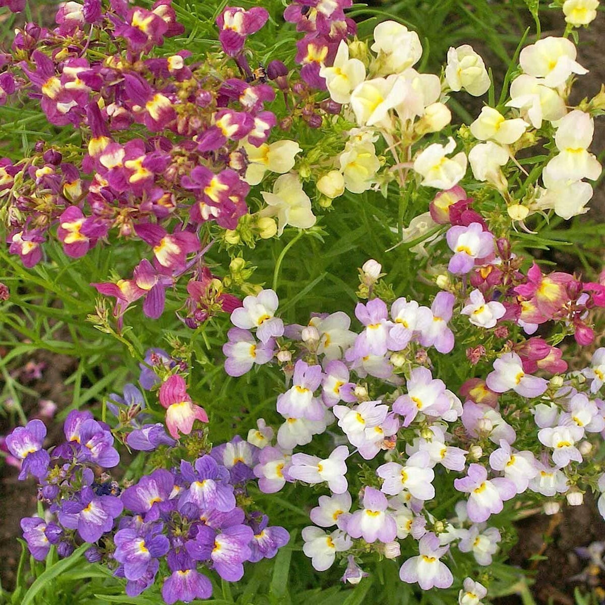 2000 Fairy Bouquet Mixed Snapdragon Wildflower Seeds – Everwilde Farms Mylar