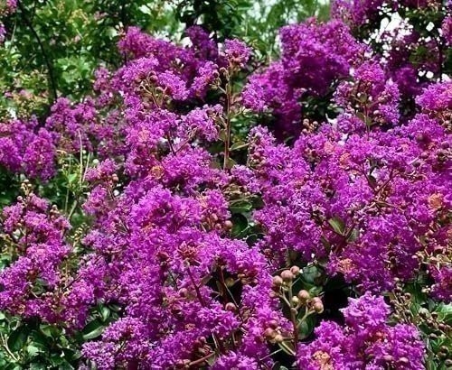 Crape Myrtle Twilight | 3 Gallon | Lagerstroemia indica | Summer Blooms