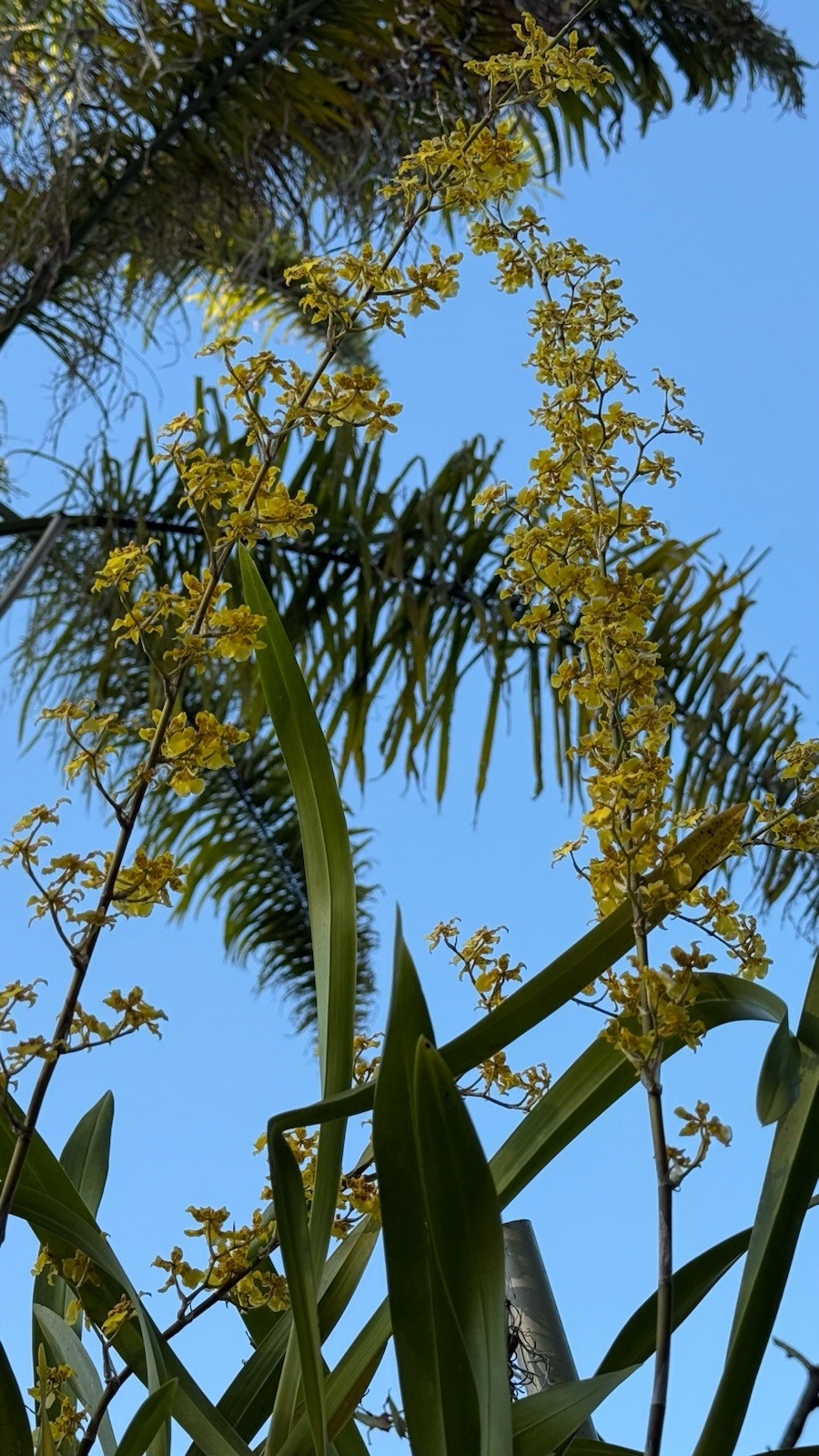 ONCIDIUM Orchids, Yellow, Dancing Lady , DIVISION, Large SPECIES
