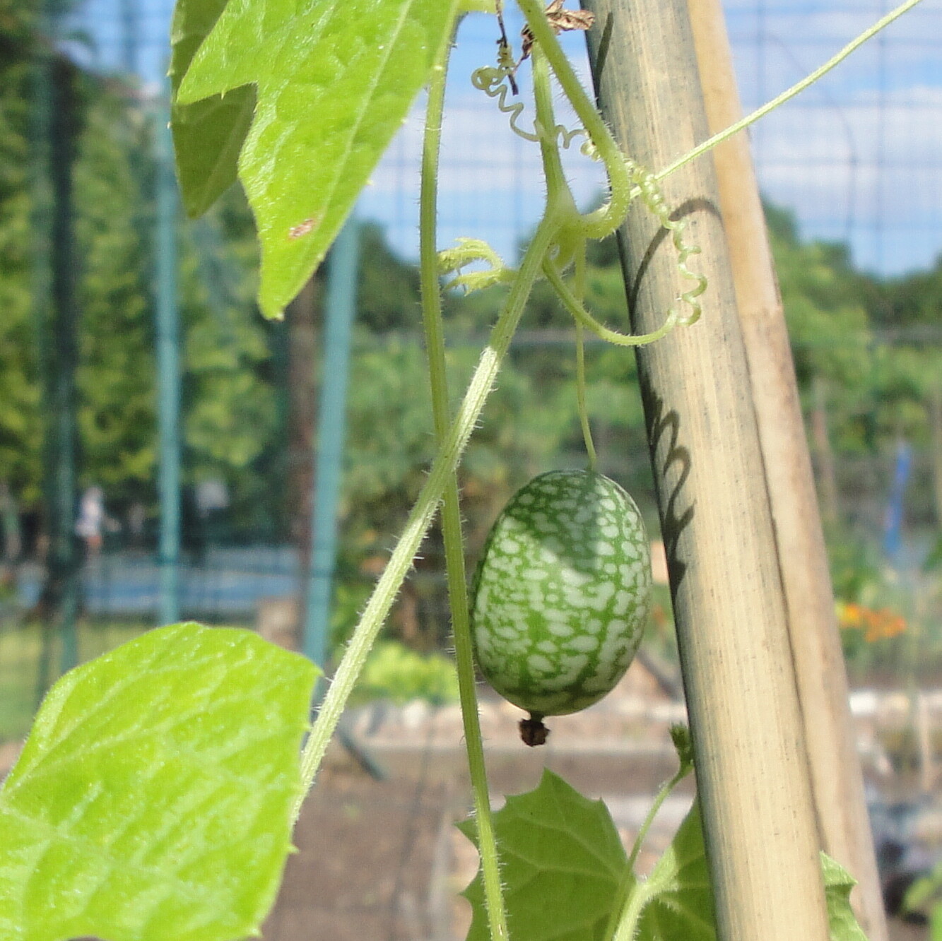 20+MOUSE MELON Vegetable Seeds Mexican Sour Gherkin Cucumber Organic Container