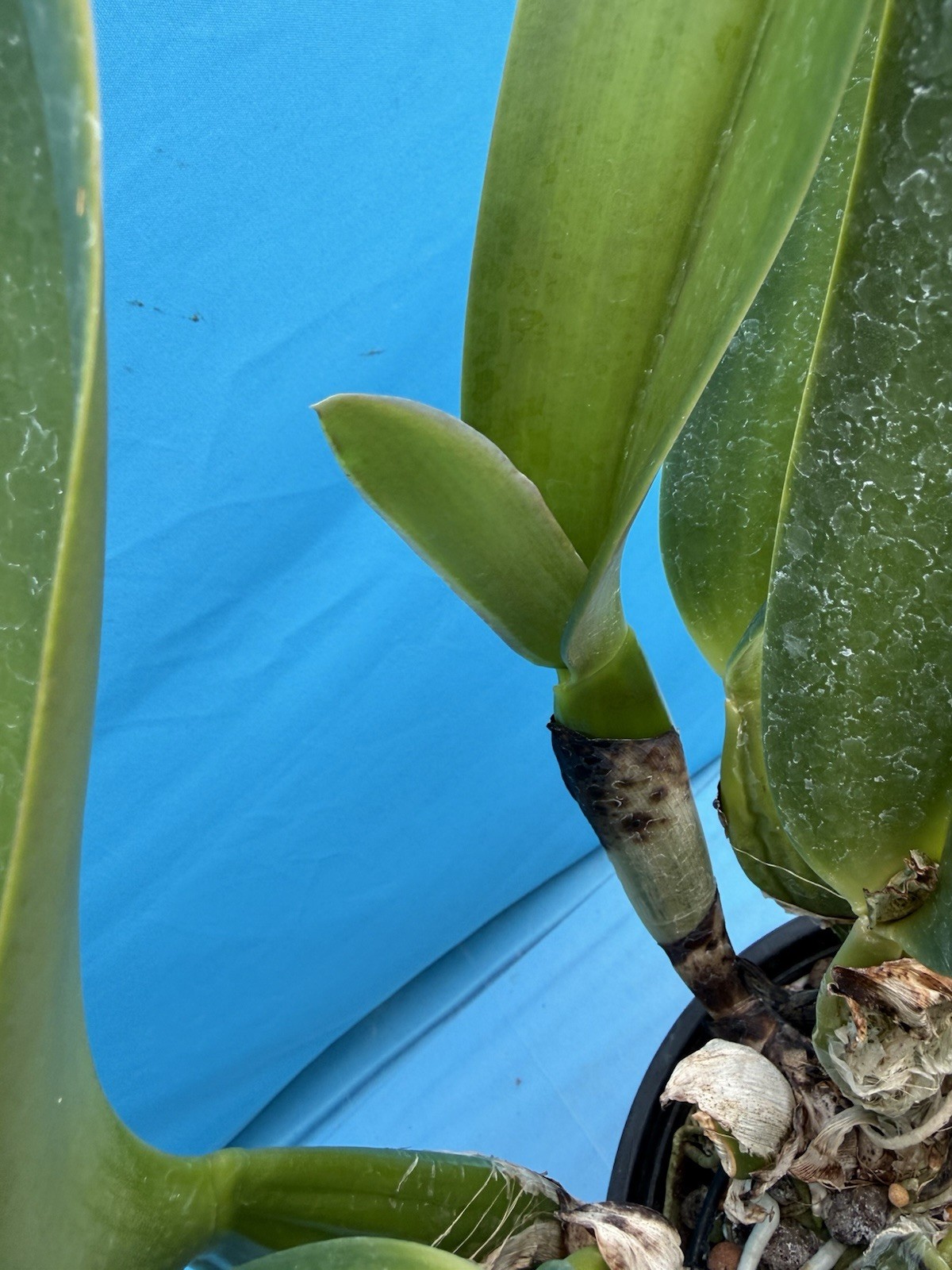 Cattleya gaskelliana ‘Elena’ X Self Species Orchid Eros 10” Pt 2 Sheaths + Bloom