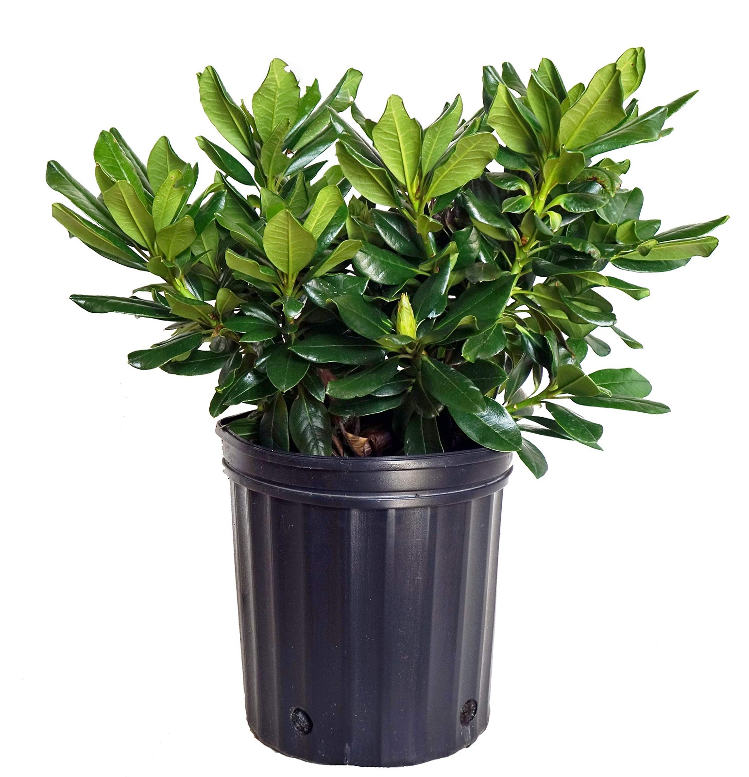 Green Promise Farms Rhododendron Yak. Miyama Gold Prinz Rhododendron Evergreen