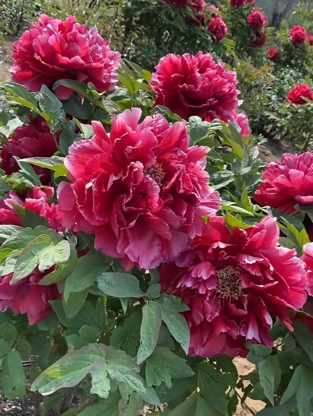 “Kao” large flower Japanese tree peony