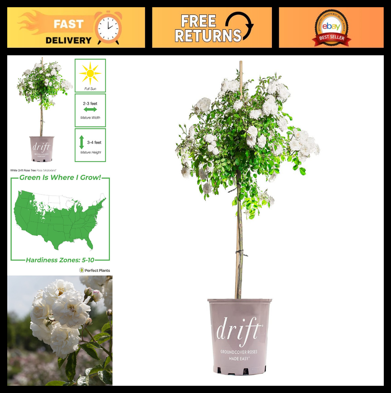 White Drift Rose Tree 3-4ft | Live Outdoor Plant | Reblooming Snow White Flowers