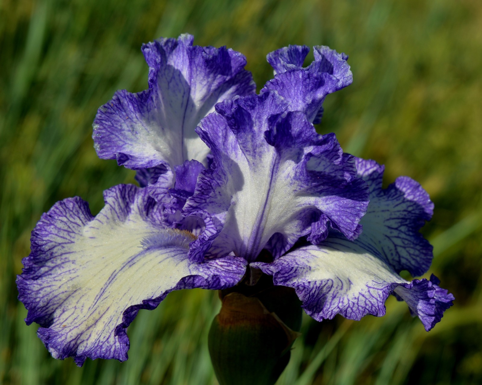 **INK PATTERNS** Tall Bearded Iris. Pre-Order, Combined Shipping: Jul – Sep