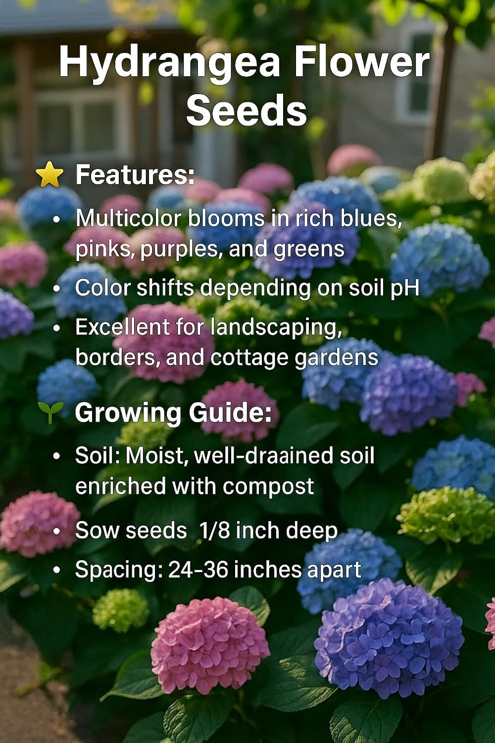 35 Mixed Color Hydrangea Seeds – Blue, Pink & Purple Blooming Flower Seeds for H