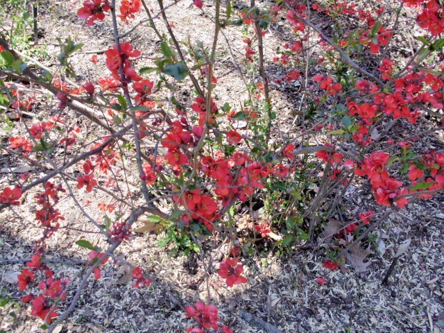 15 KNAP HILL SCARLET JAPANESE QUINCE SEEDS – Chaenomeles speciosa