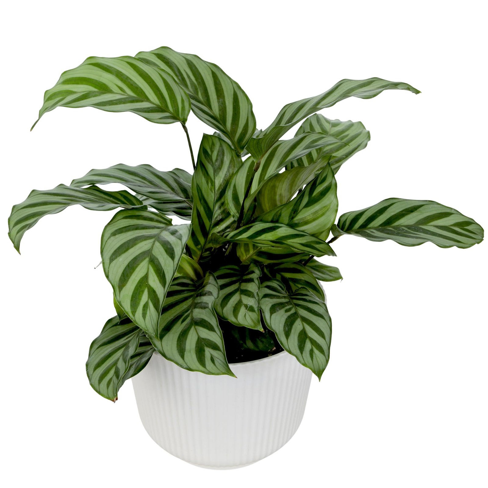 Plants For Pets Peacock Calathea Freddie Pet Friendly Prayer Decor In 6 White