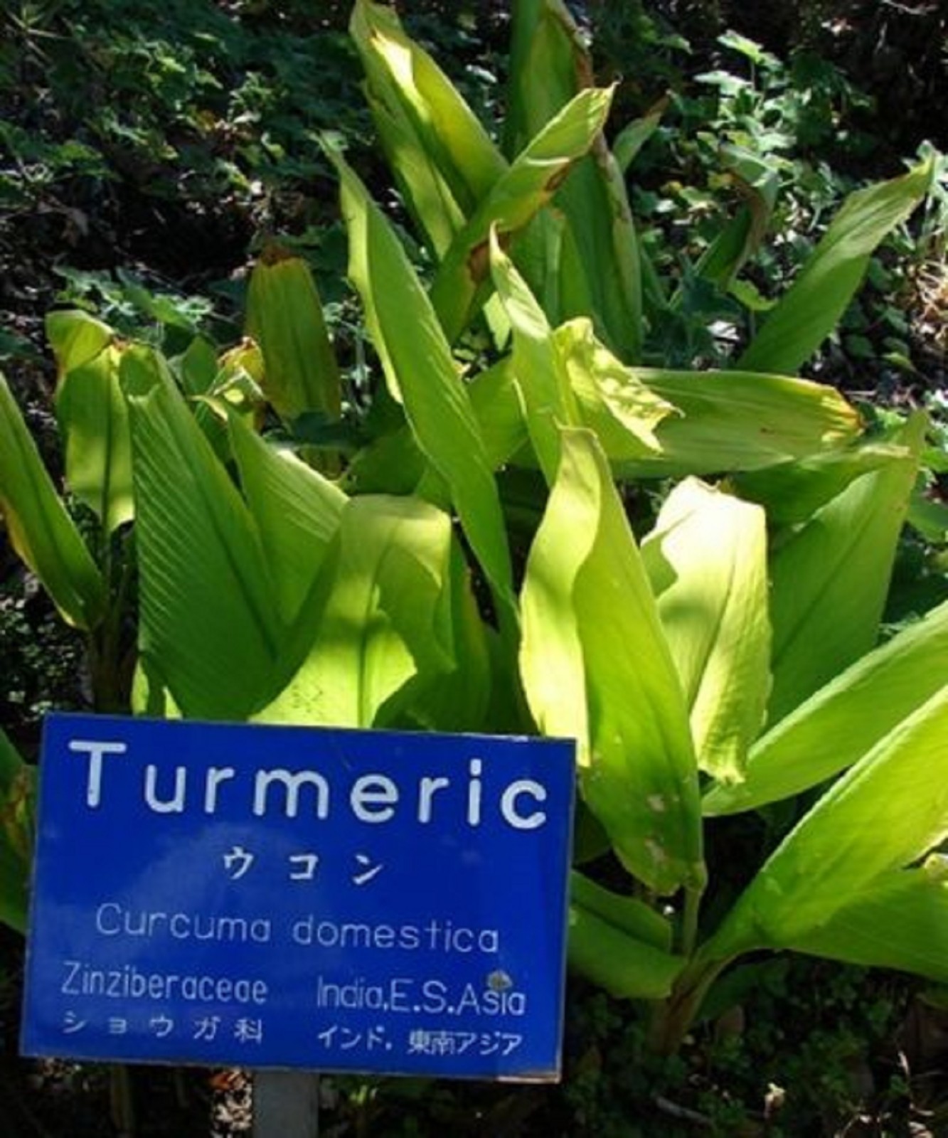10PC SPICE TUMERIC ROOTS FOR PLANT CURCUMA LONGA ARTHRITIS PAIN MAKE TEA COOKING