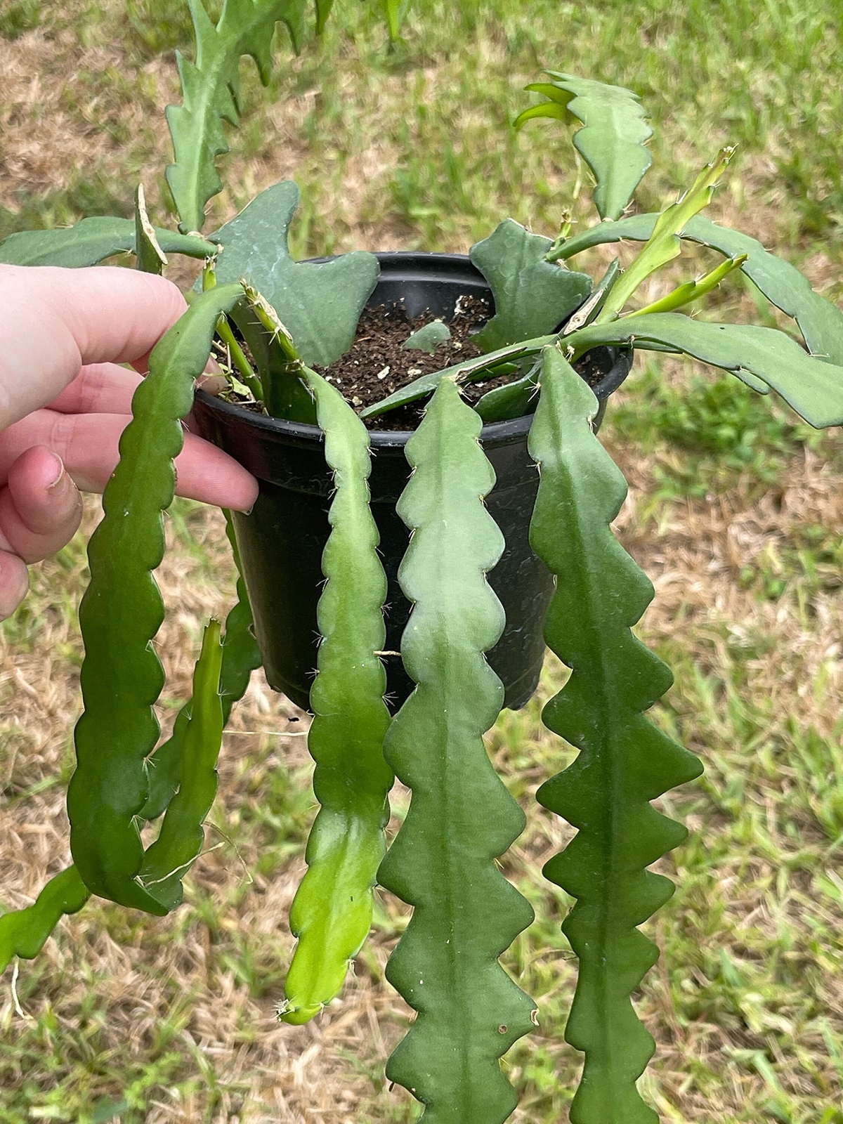 Disocactus Anguloger, Selenicereus Anthonynaus, RIC Rac Zip Zag Fishbone Cactus,
