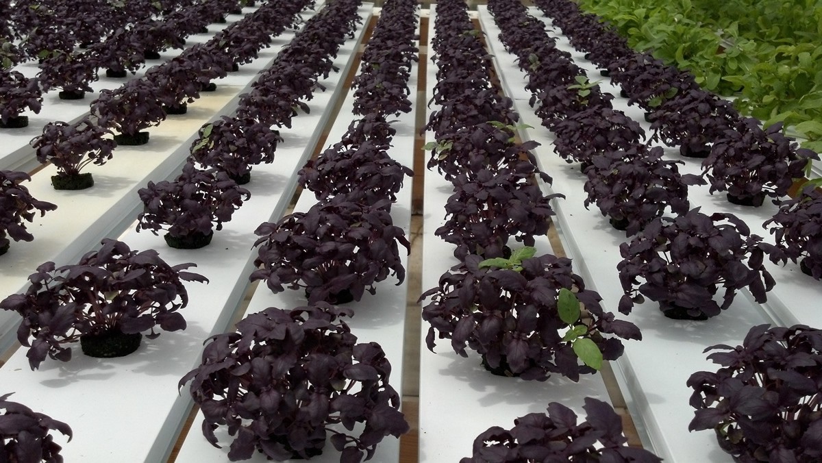300+ seeds PURPLE DARK OPAL BASIL Ocimum basilicum ‘Dark Opal’