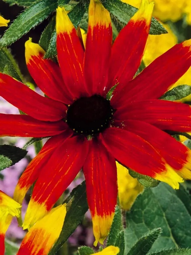 20 Rudbeckia Triloba Prairie Glow seeds