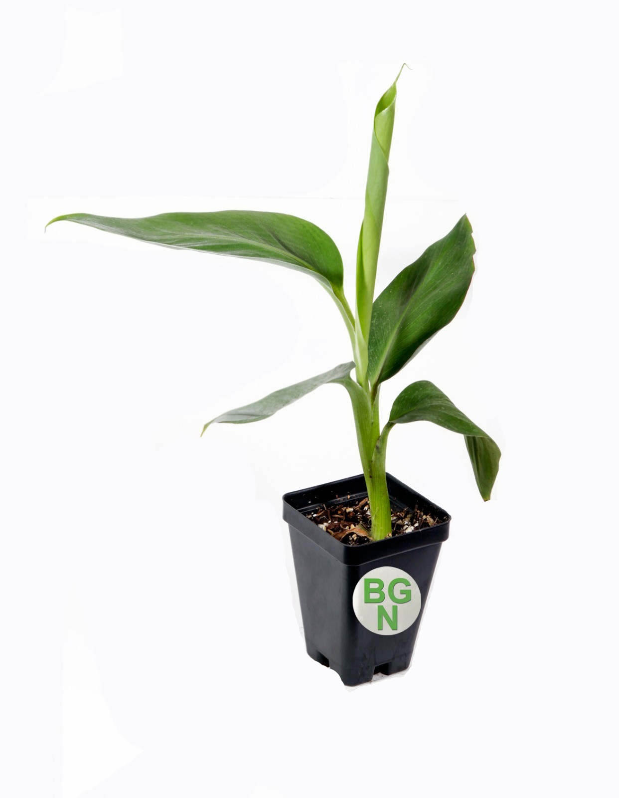 Manzano “Apple” Banana Plant Live Plant