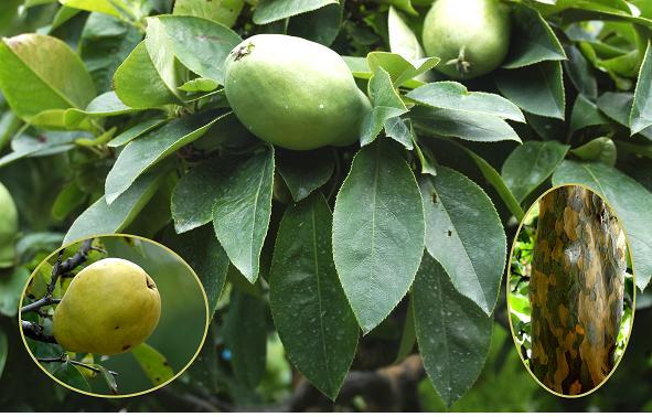 Chinese Quince, Chaenomeles sinensis, Tree Seeds (Edible, Fragrant, Fall Color)