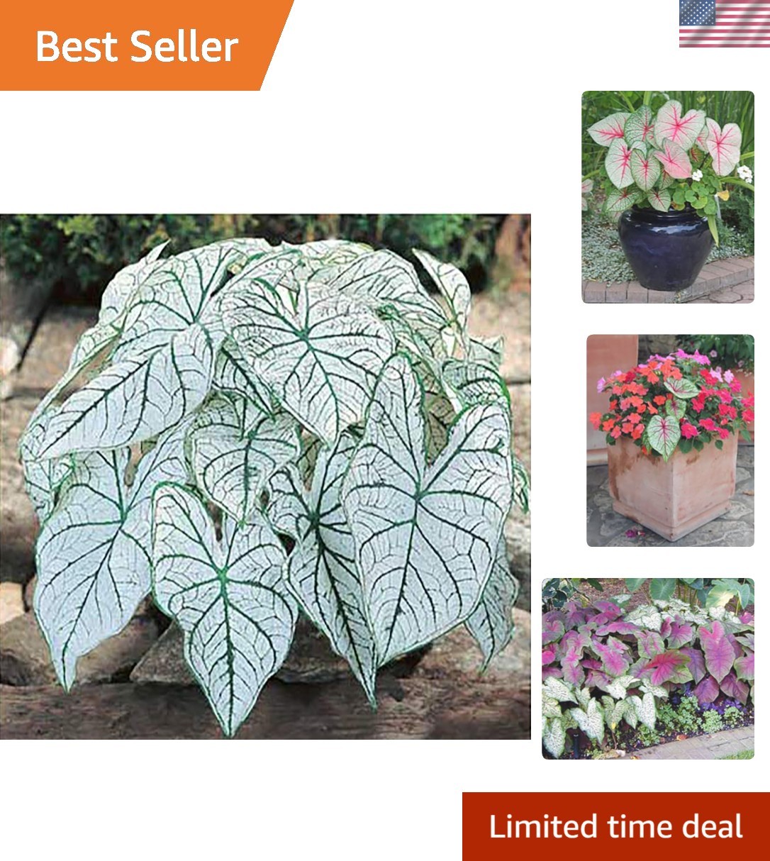 Elegant Dwarf Candidum Jr. Caladium Bulbs – Hardiness Zones 9-11, White Foliage