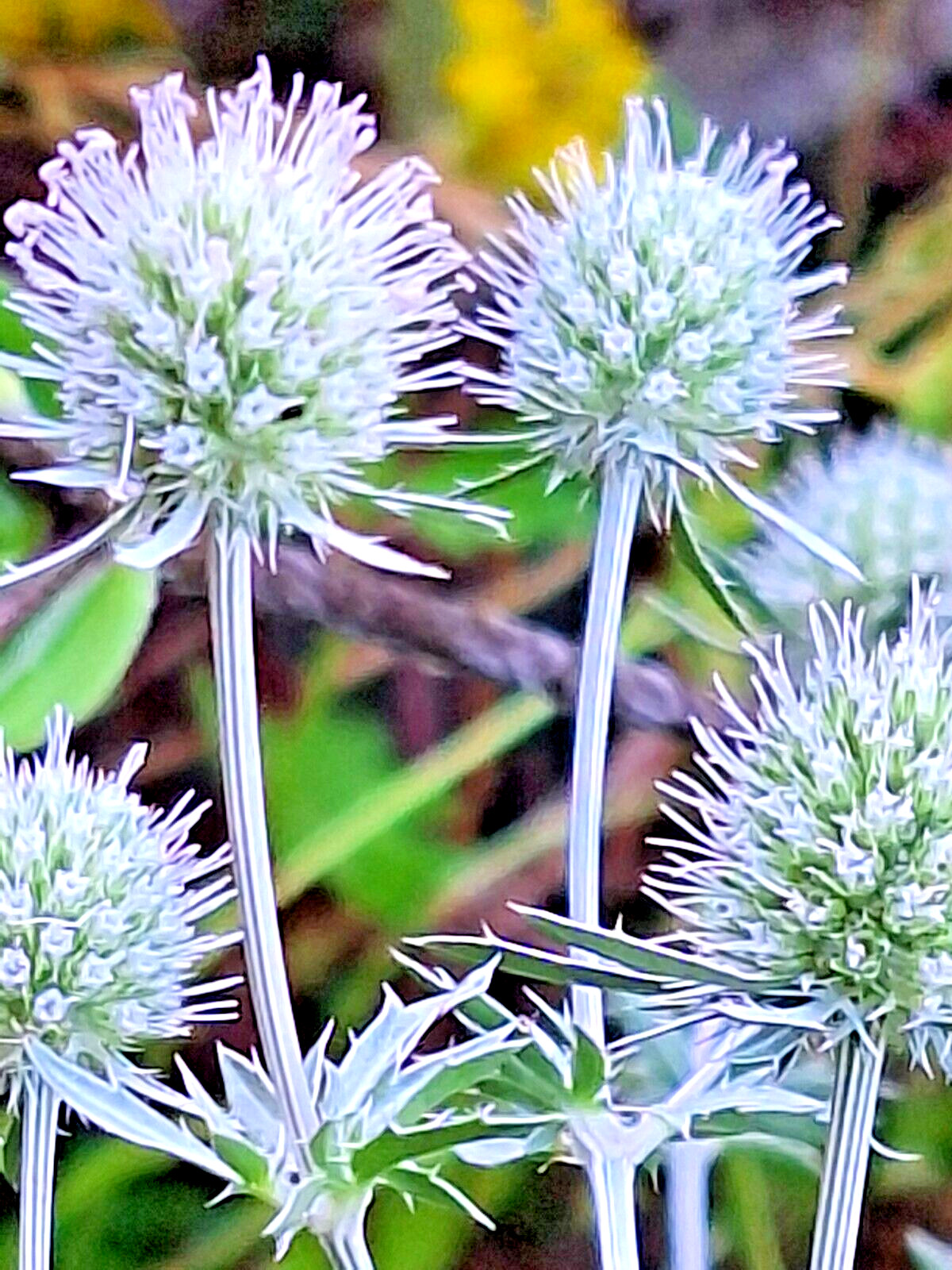 WHITE SEA HOLLY 100 SEEDS, ERYNGIUM, WHITE FLOWERS, mariesgreengarden