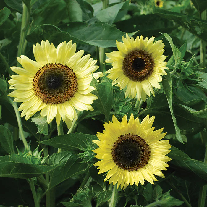 Lemon Queen Sunflower Seeds | Helianthus Light Yellow Cut Sun Flower Seed 2024