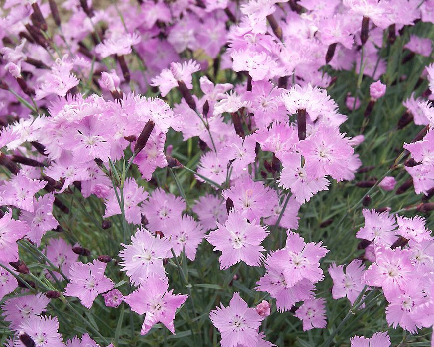 Dianthus Bath’s Pink 15 Plants in 3-1/2 inch Pots