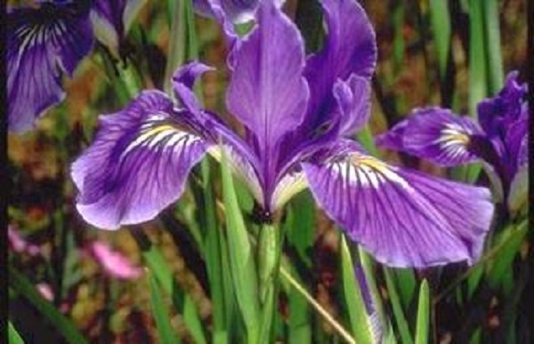 20+ Purple and White Oregan Iris Seeds / Perennial / Long Lasting