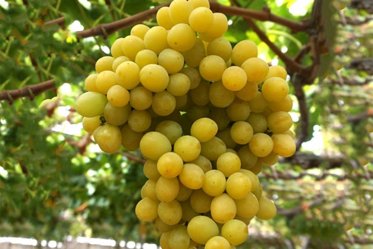 Cotton candy grape- 2 hardwood cuttings ,dormant- no roots- easy to root