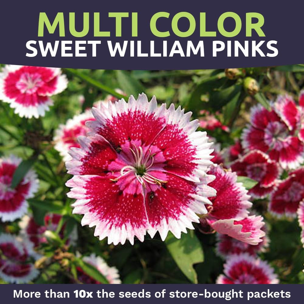 30000 Semillas de Flores Dianthus Barbatus Rosas Mix No GMO Paquete de 1 oz
