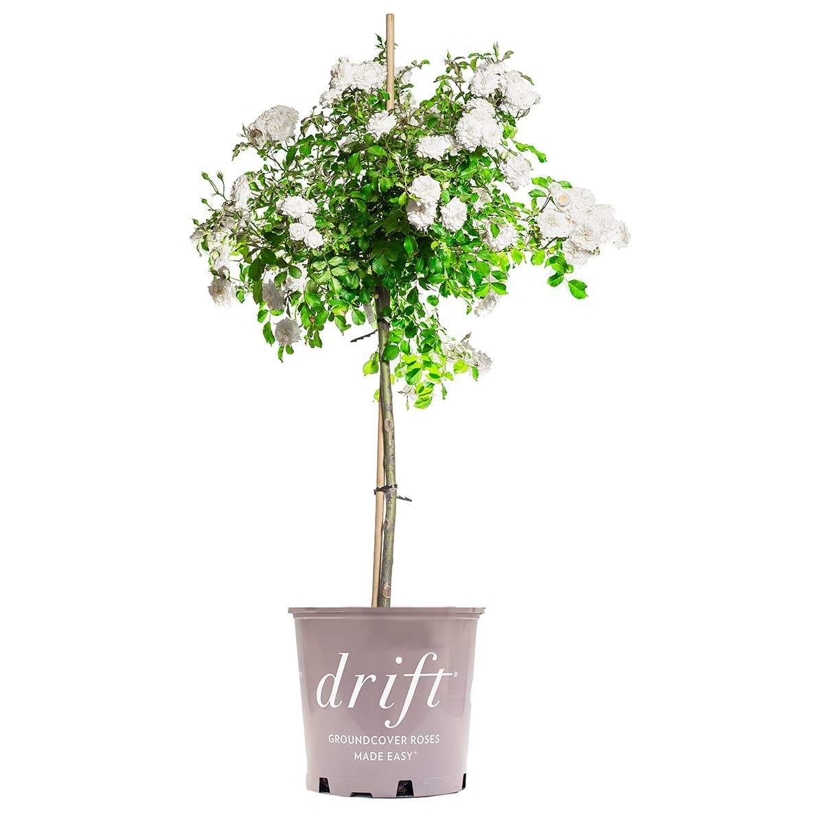 White Drift Rose Tree 3-4ft | Live Outdoor Plant | Reblooming Snow White Flowers