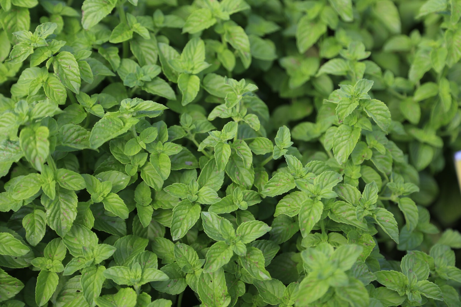 1000 Spearmint Seeds – Mentha spicata – Non-GMO Medicinal Herb and Tea