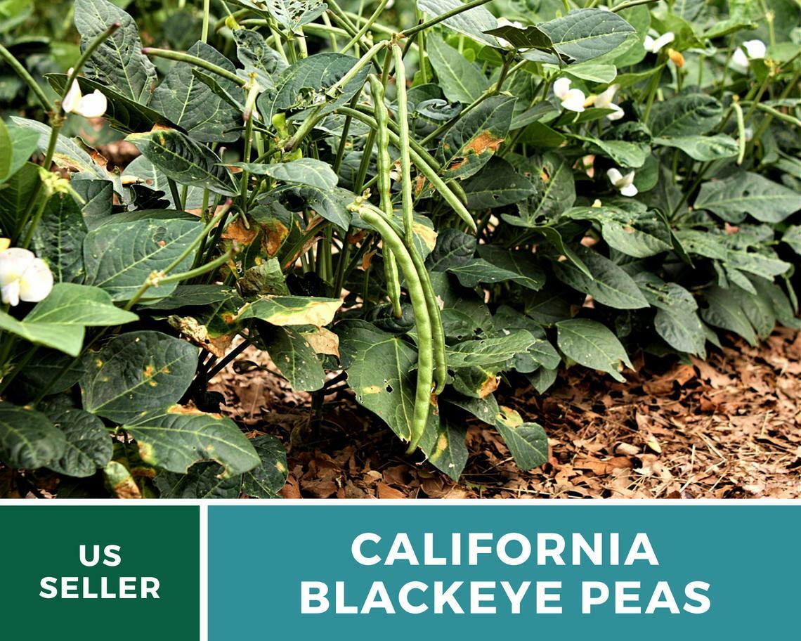 Peas, California Blackeye – Cowpeas – 100 Seeds – Heirloom – NonGMO