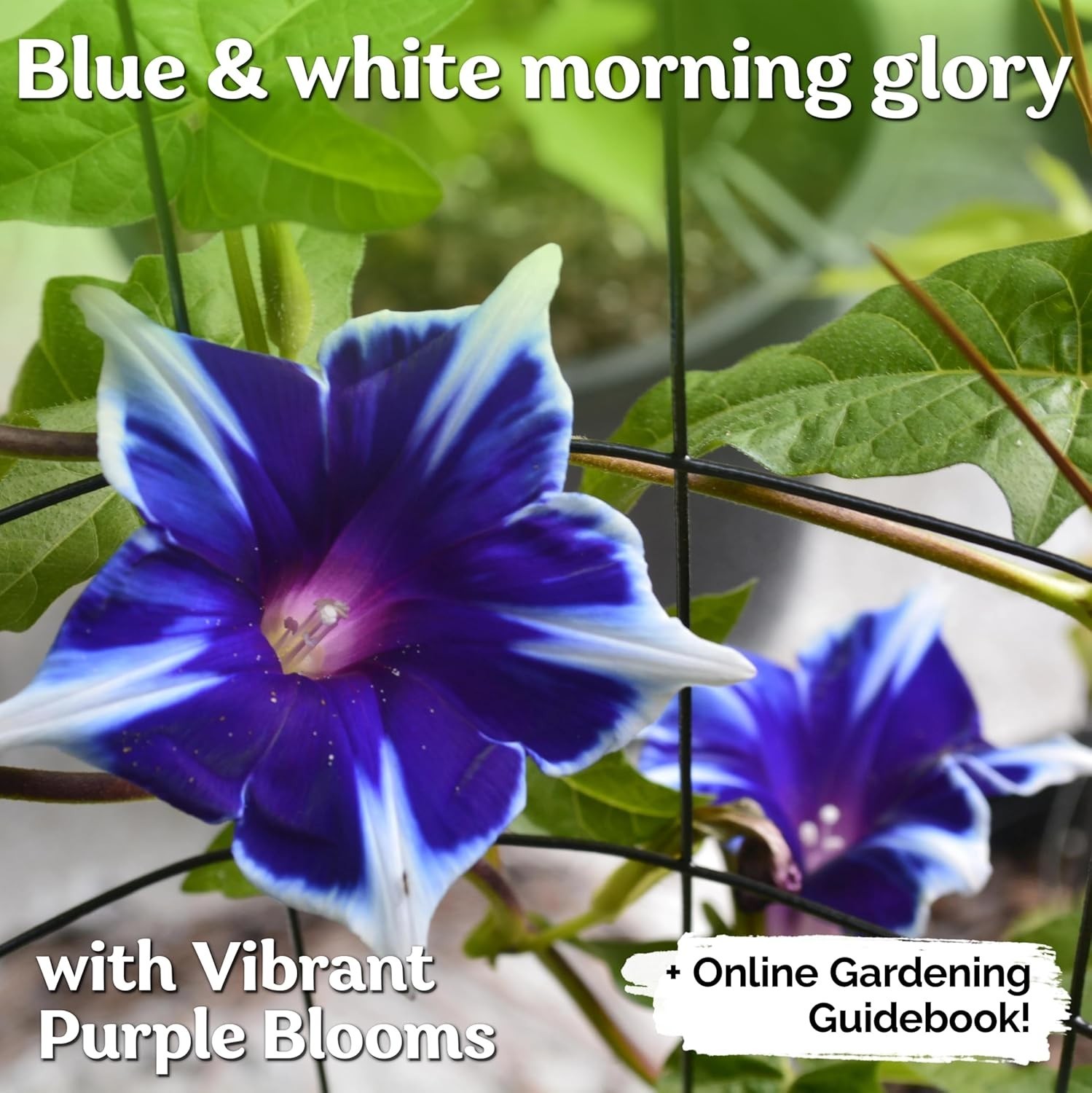 Attractive Blue & White Morning Glory Seeds – High Germination Rate (100 Pack)
