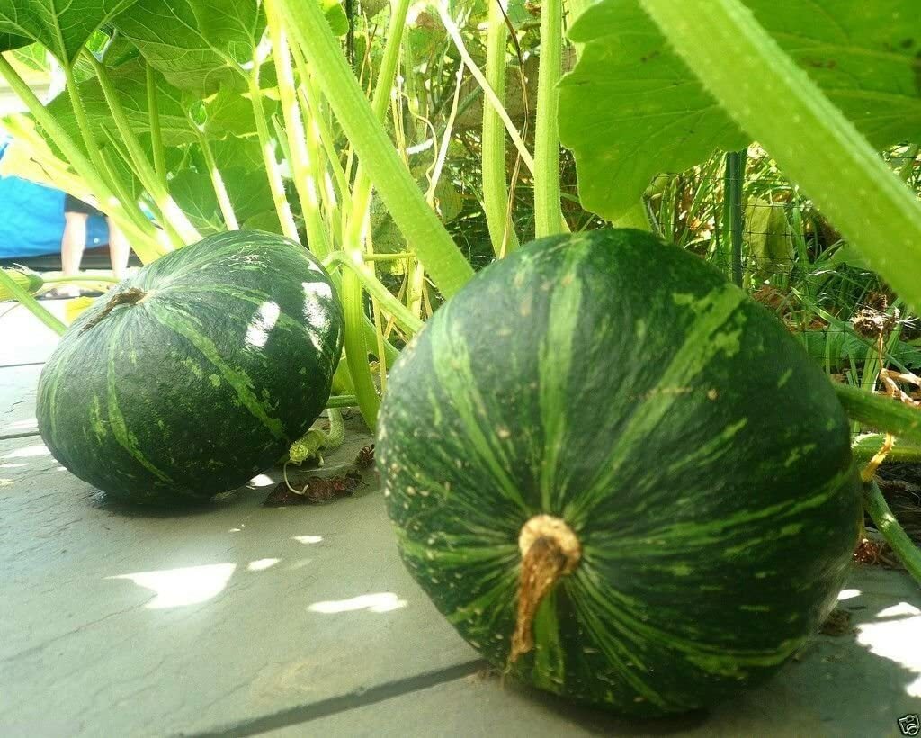 10+KABOCHA Chestnut Squash Pumpkin Seeds Sweet nutty flavor Japanese Pumpkin USA