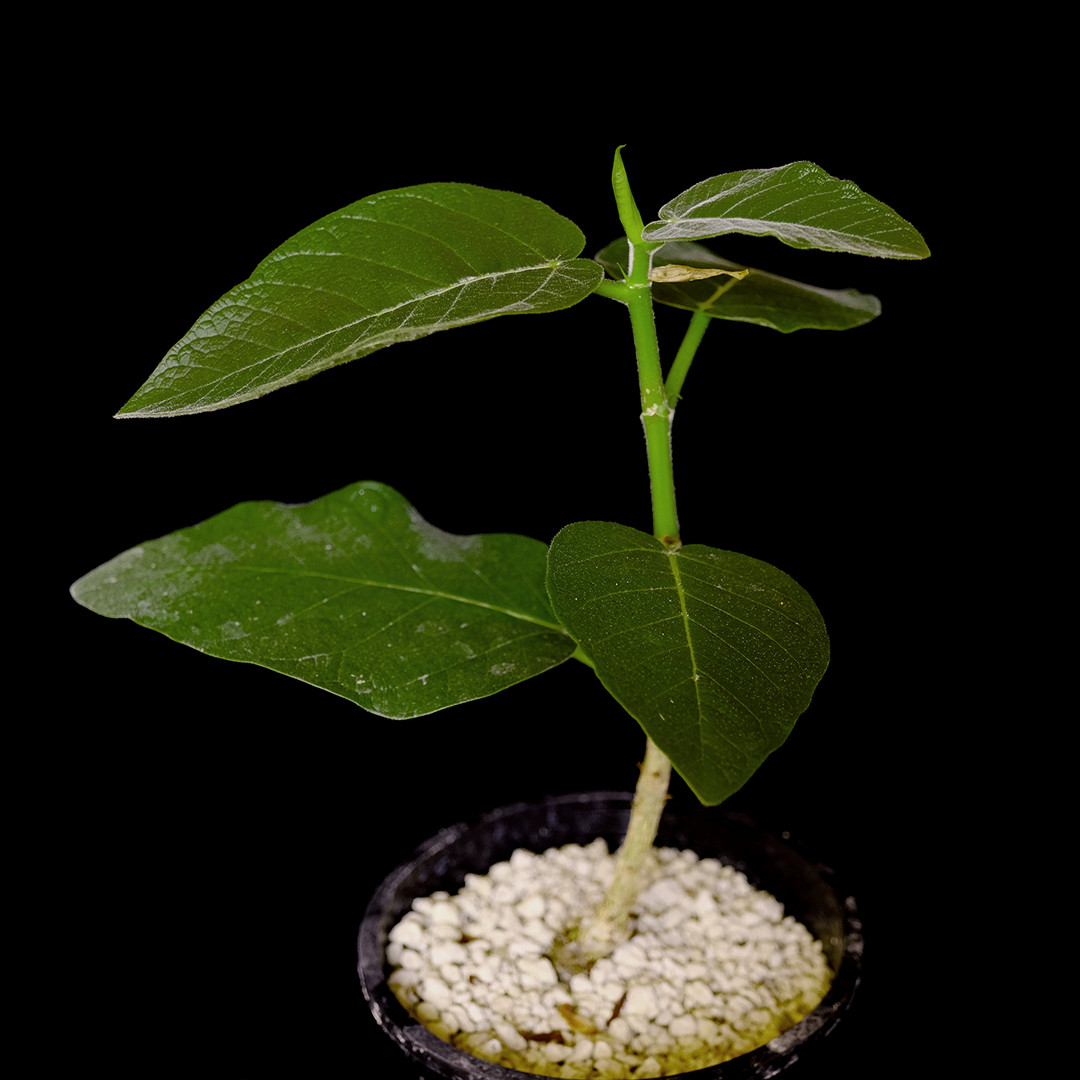 Ficus socotrana – 1 gallon pot – Caudiciform