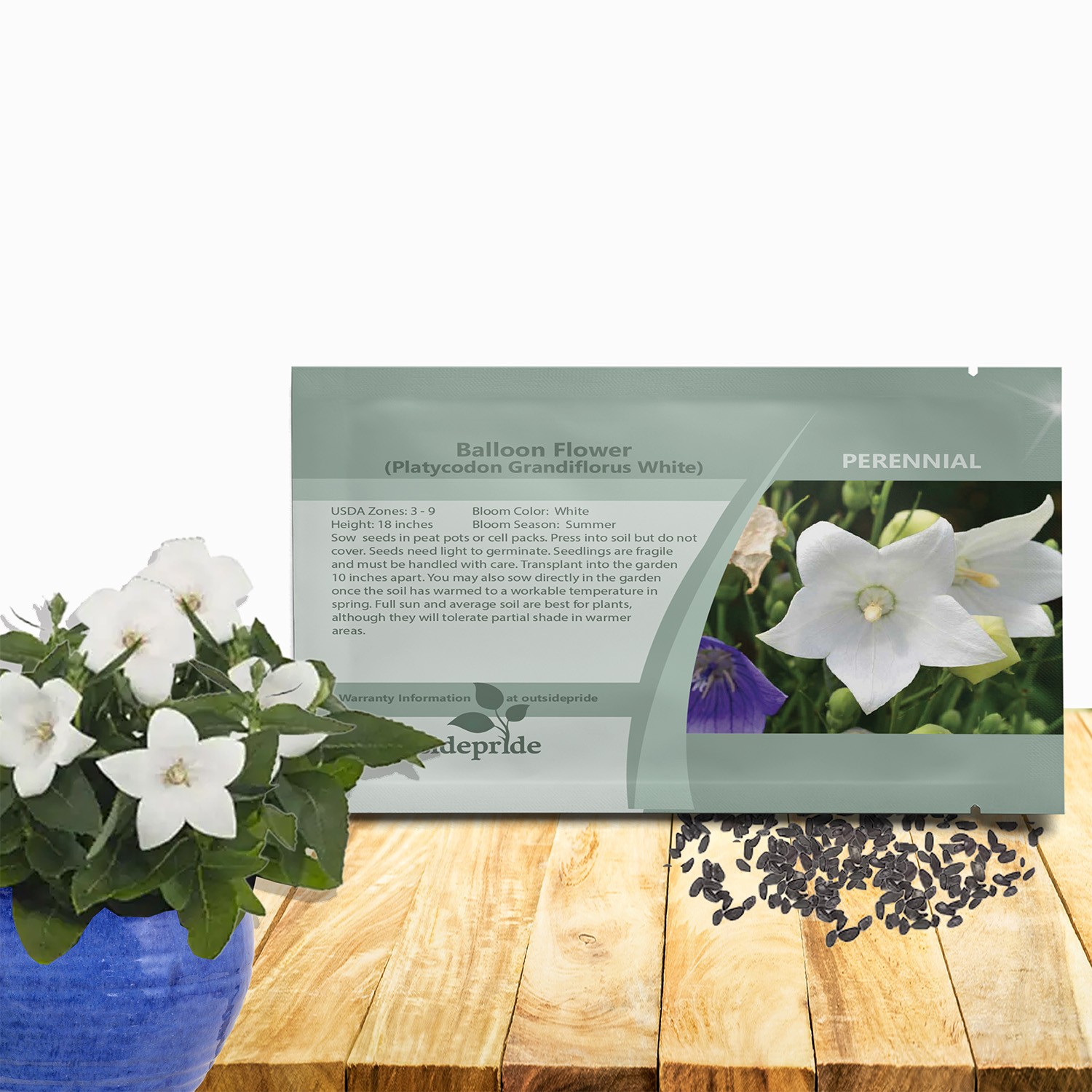 1000 Seeds White Balloon Flower Seeds – Platycodon Grandiflorus Flower Seed