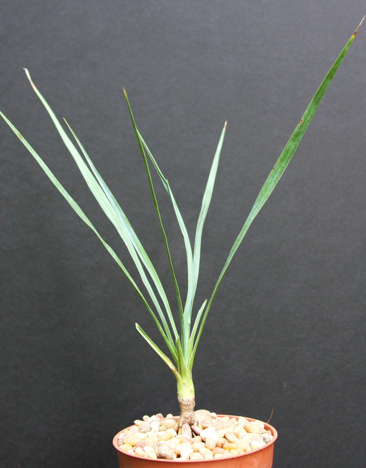 YUCCA ROSTRATA exotic blue color joshua tree hardy desert caudex cacti 4″ plant