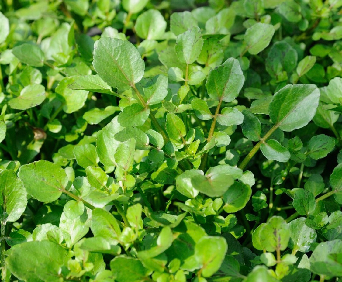 WATERCRESS CRESS SEEDS, HẠT XÀ LÁCH XOONG | NON-GMO | NEW SEEDS |
