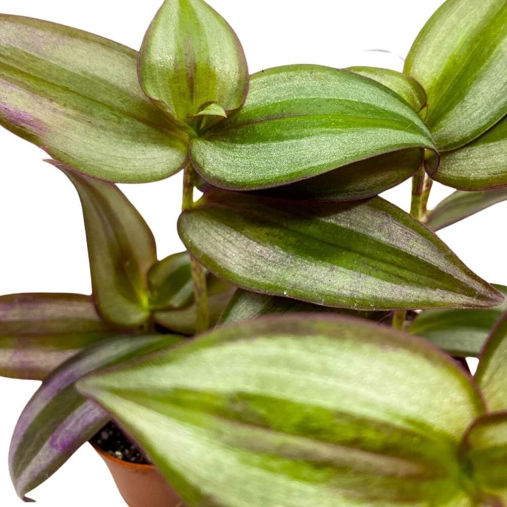 Tradescantia Silver Zebrina 2 inch Set of 3 Grey Wandering Dude pendula Spiderwo
