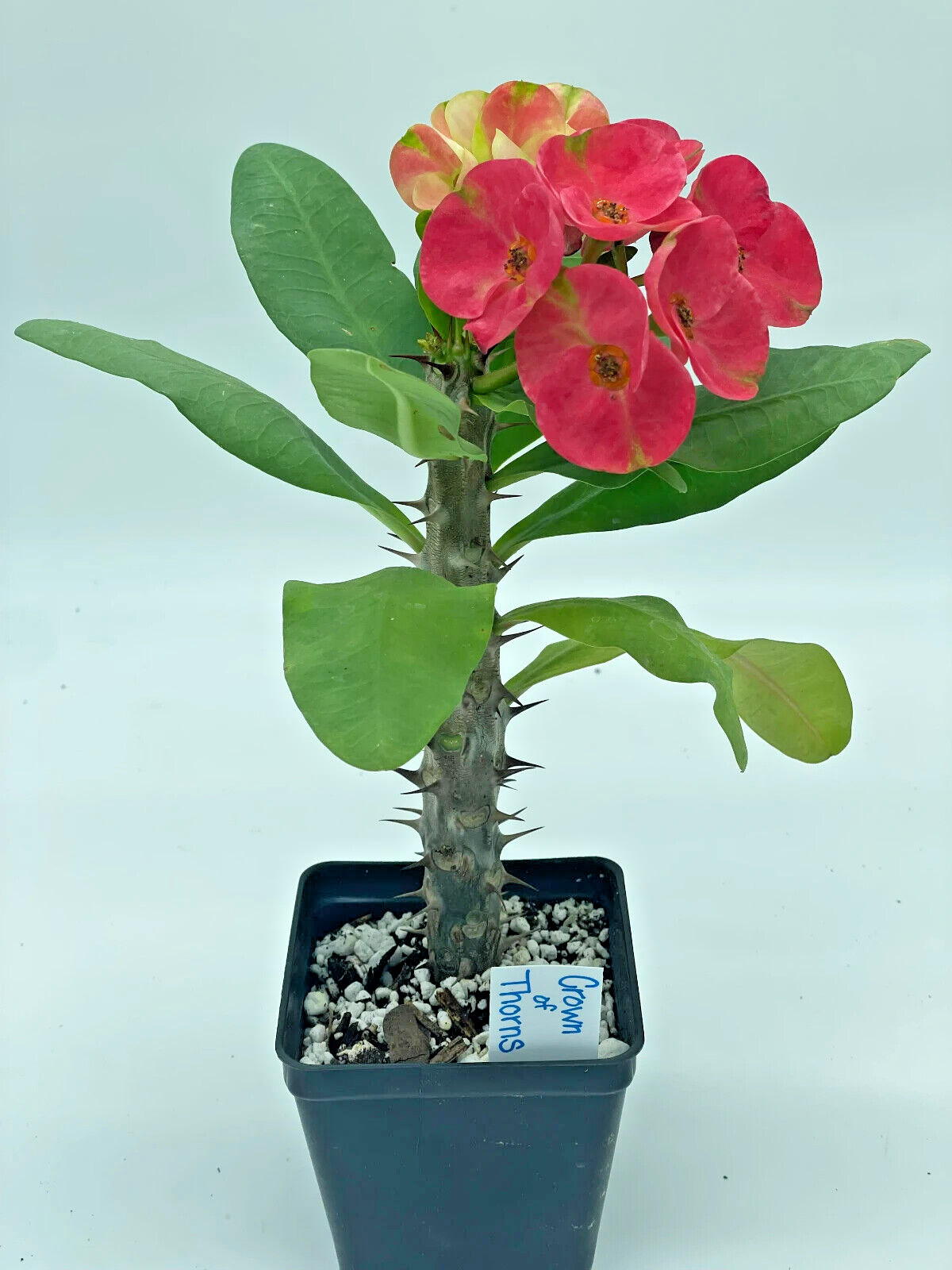 Crown Of Thorns Red Millionaire Korean Hybrid Euphorbia Milii Hybrid