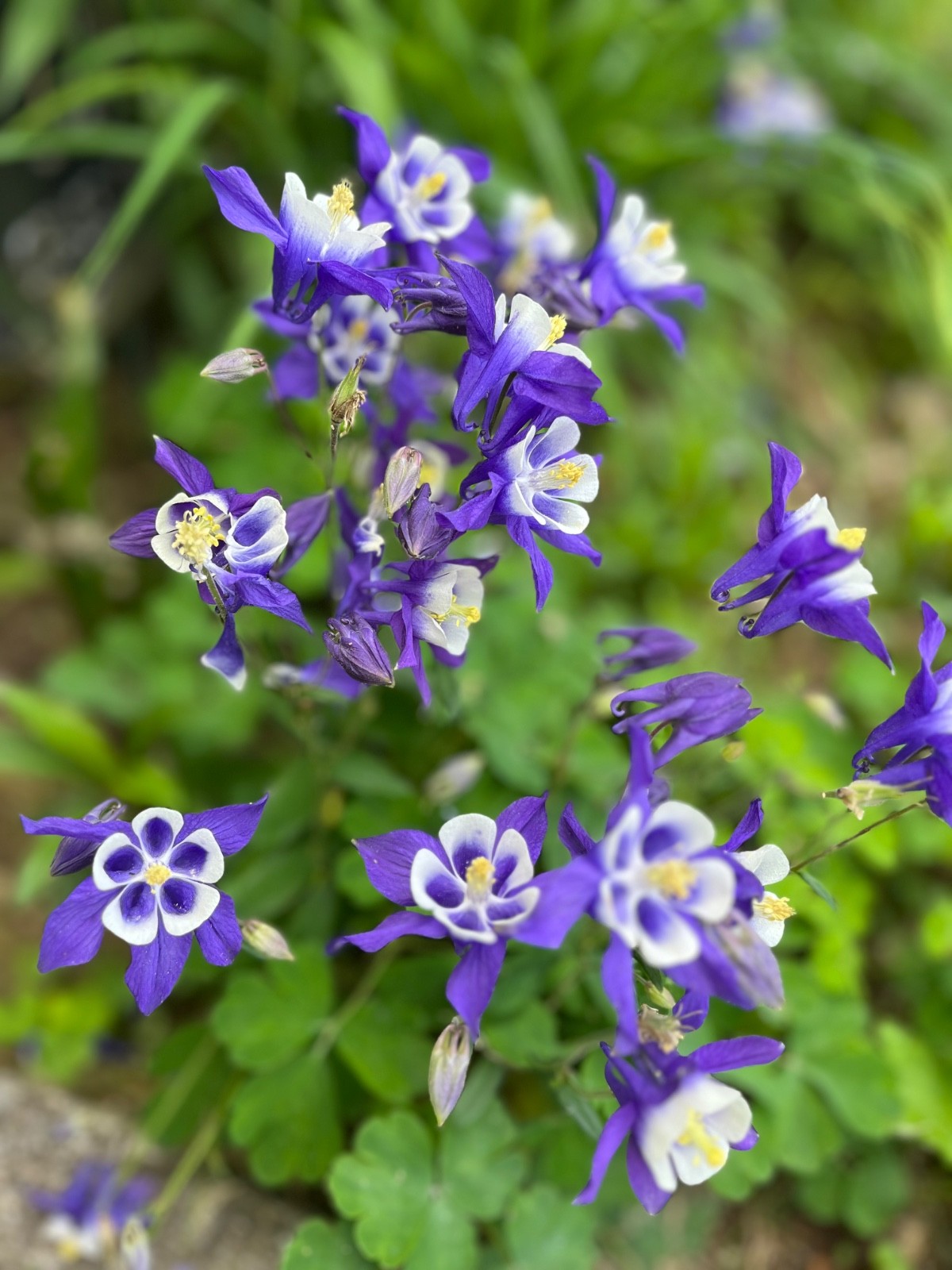 Blue & Pink Columbine Seeds 50, Perennial,Deer Resistant