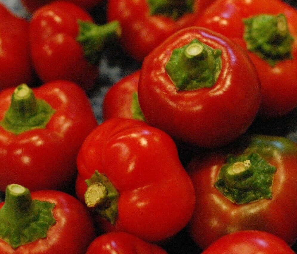 RED CHERRY PEPPER SEEDS 50+ HOT PEPPER vegetable GARDEN non gmo FREE SHIPPING