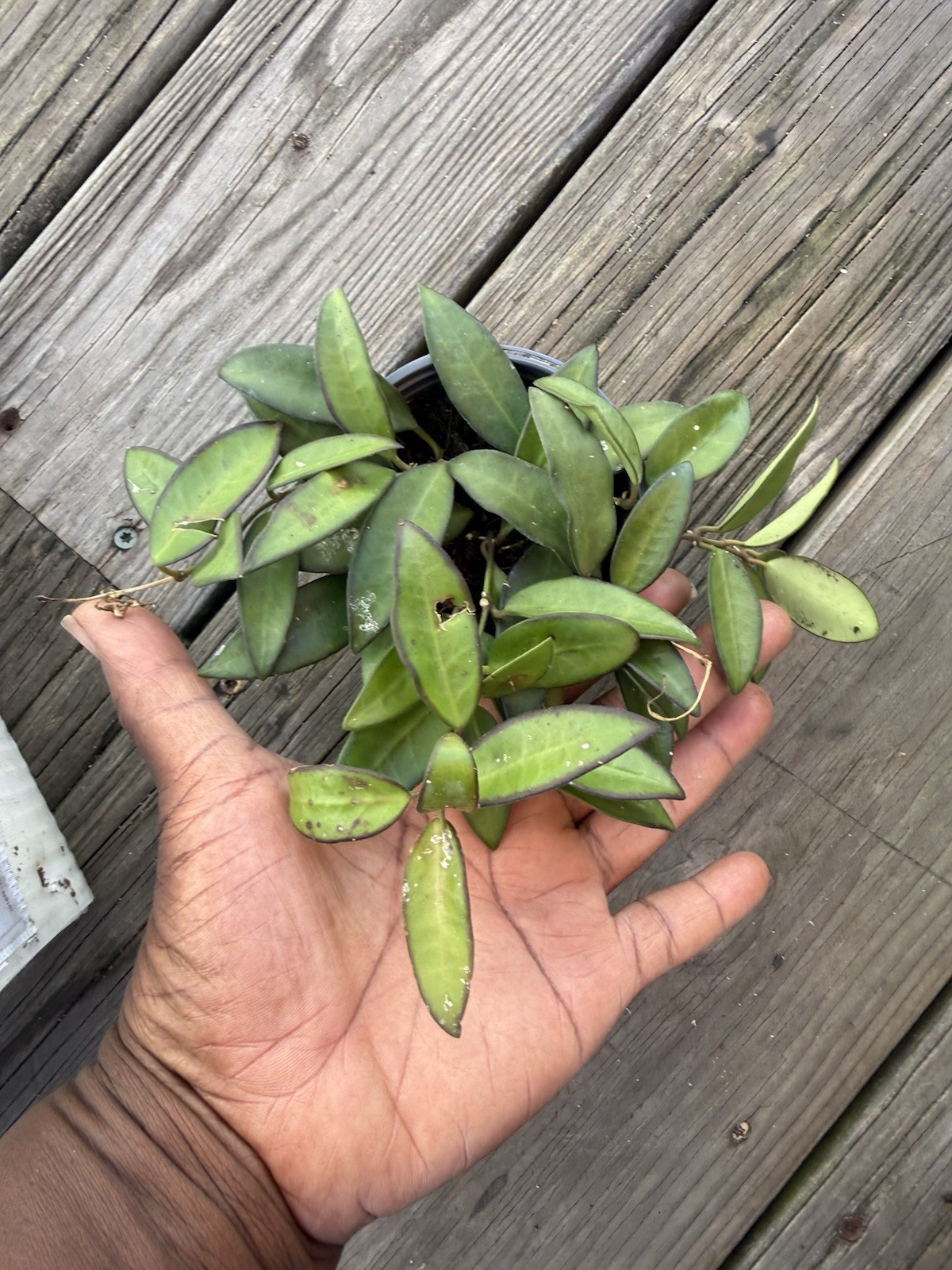 Hoya Rosita, 4 inch, Rare Hybrid of Hoya wayetii x tsangii