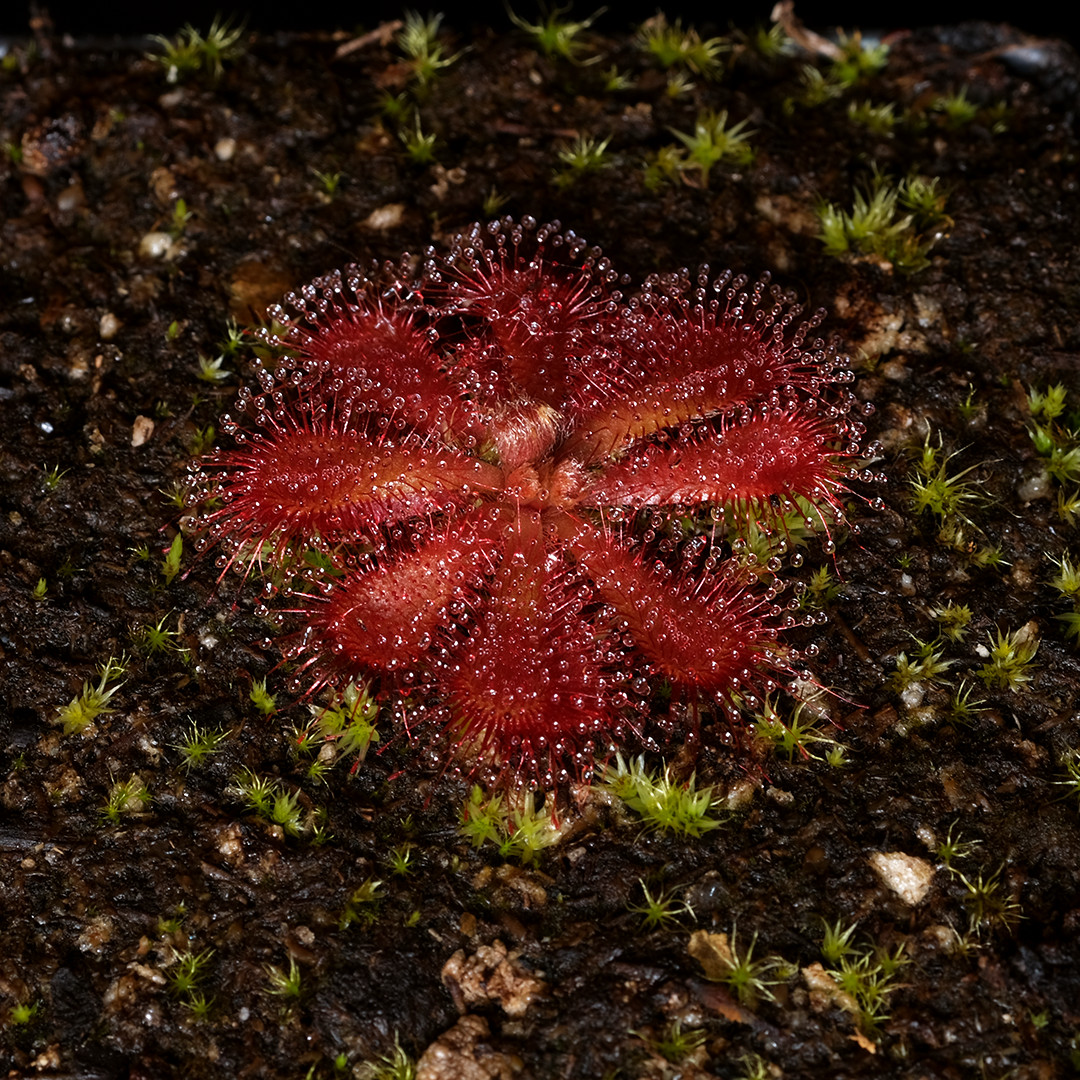 Drosera aliciae – 2.5″ tall pot – Carnivorous plant