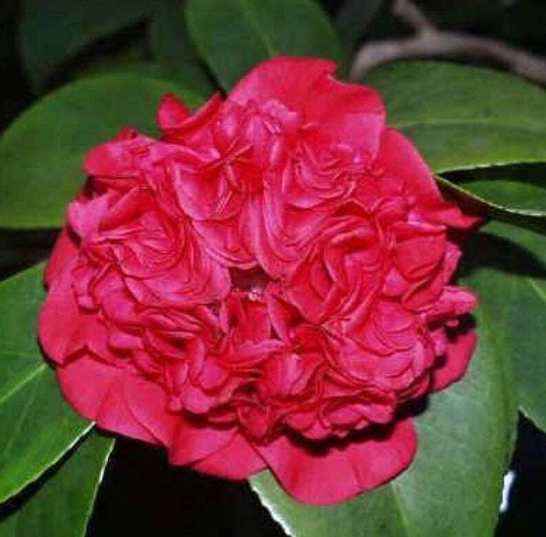 **PROFESSOR SARGENT**Camellia Japonica-Live STARTER Plant–FULL RUBY RED BLOOMS!
