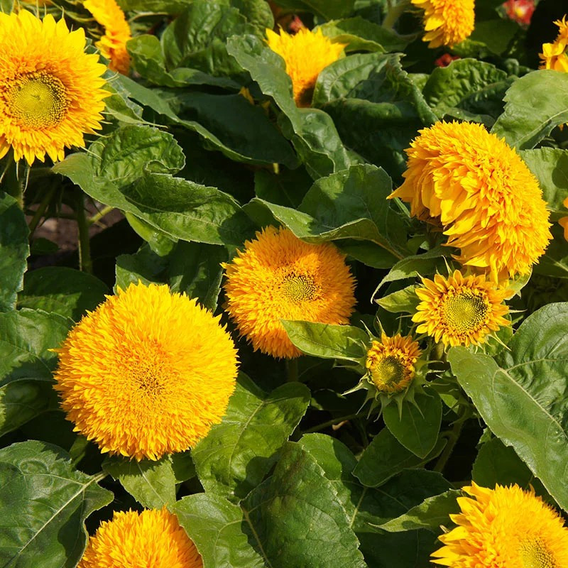 50+ DOUBLE DWARF SUNFLOWER SEEDS — DWARF TEDDY BEAR — SUNGOLD ——- FRESH
