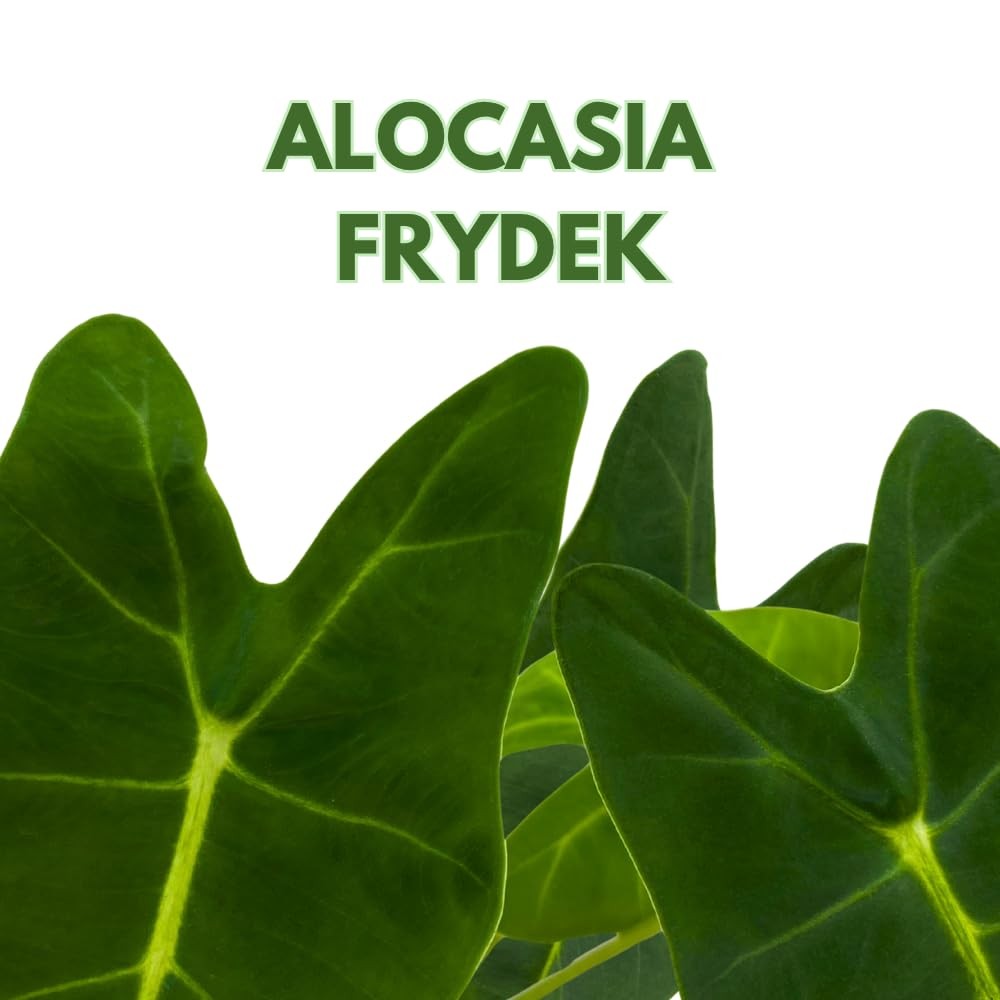 Bubbleblooms Green Velvet Alocasia Frydek Micholitziana In A 4 Inch Pot