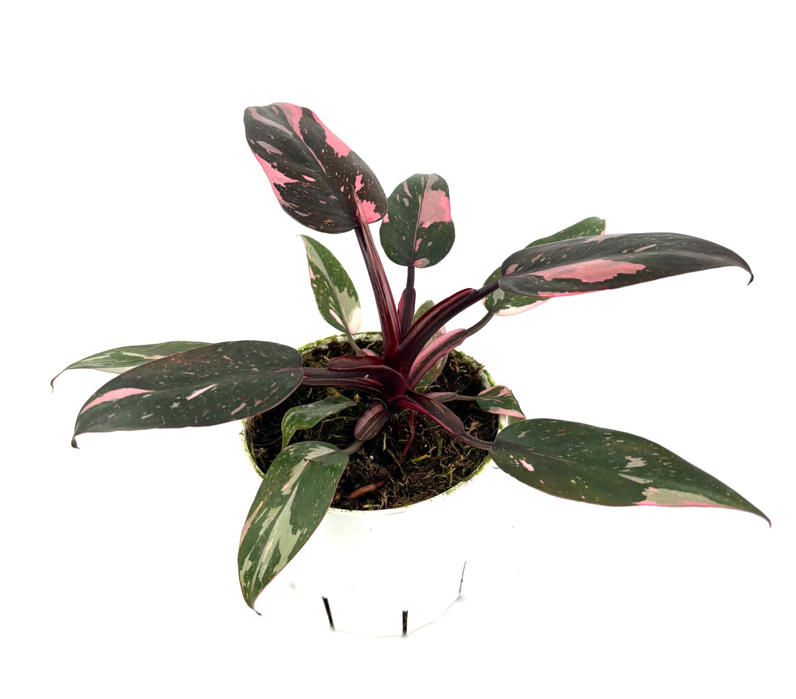 Philodendron Pink Princess Air Purifying Houseplant, 4” Pot