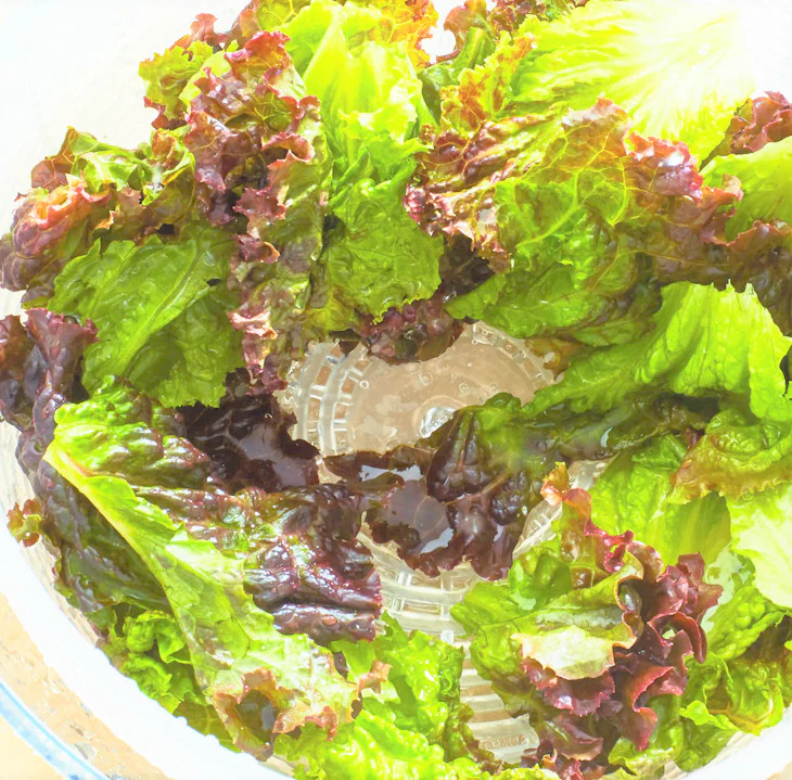 Bronze Mignonette Butterhead Lettuce Seeds | Lactuca Red Buttercrunch Bibb 2024