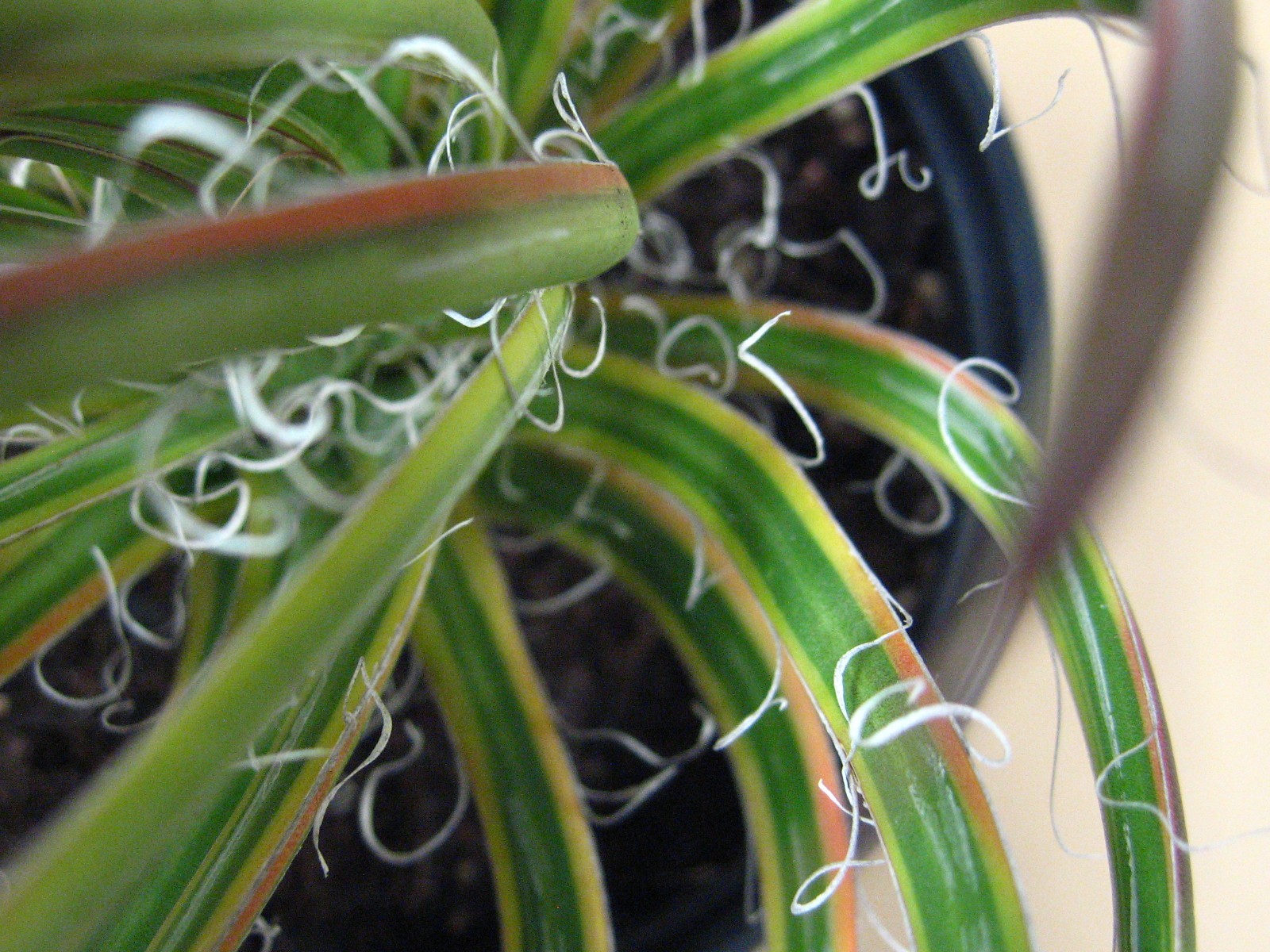 Agave “Leopoldii II” Marginata Aurea — Rare Succulent